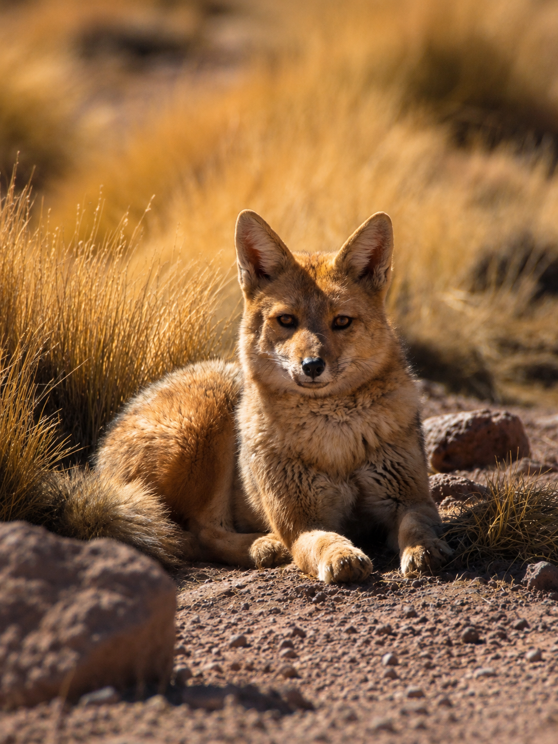 Animales