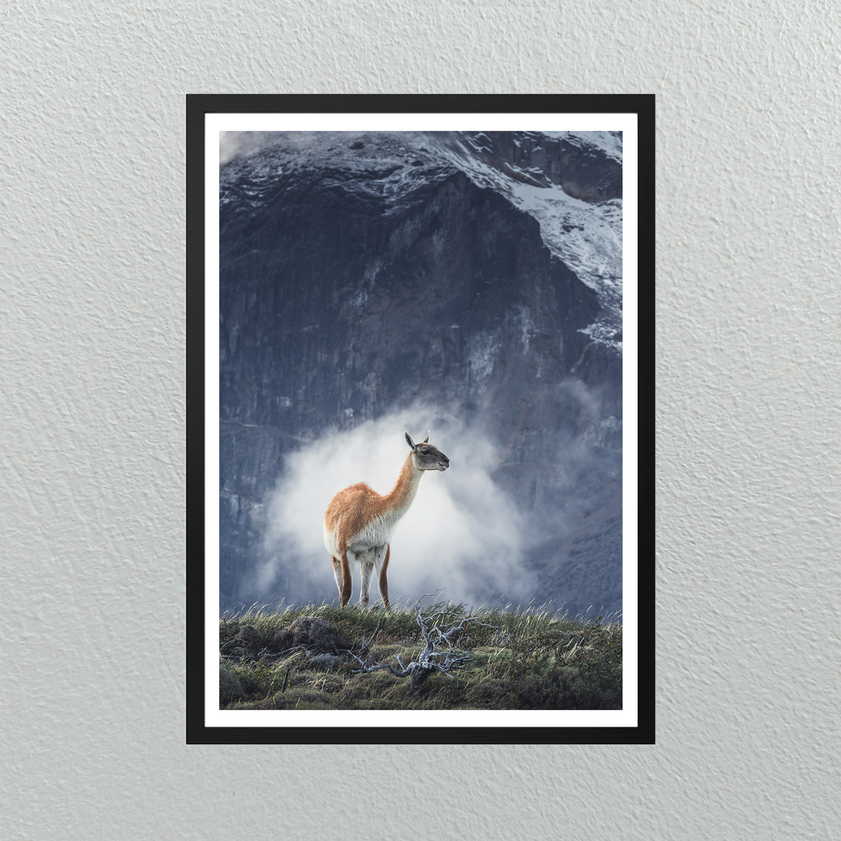 Guanaco – Patagonia Chilena