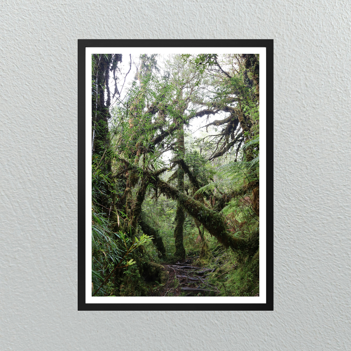 Bosque Valdiviano
