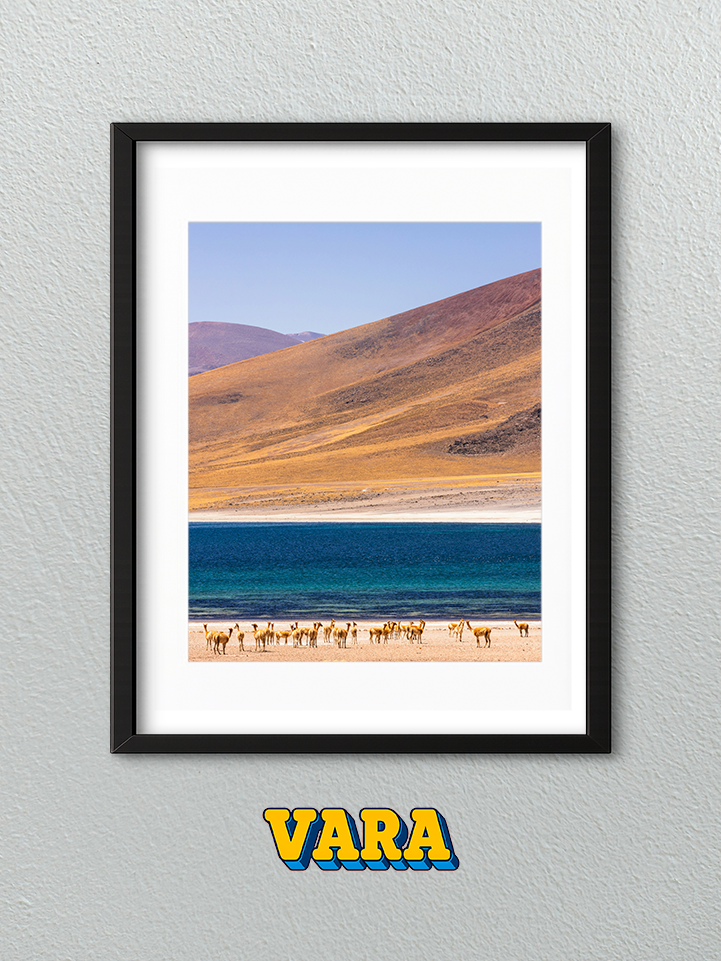 Cuadro Laguna Alpaca Fotografía