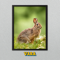 Cuadro Conejo Fotografía