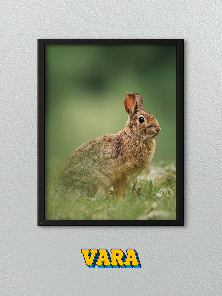 Cuadro Conejo Fotografía