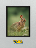 Cuadro Conejo Fotografía