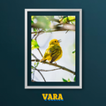 Cuadro Pajaro Amarillo
