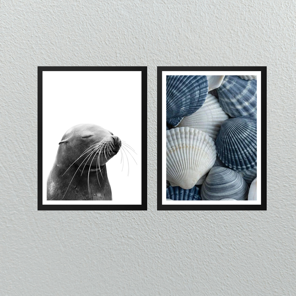 Conjunto Costa – Lobo Marino & Conchas